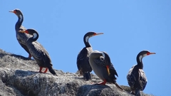 Poikilocarbo gaimardi