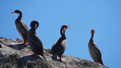 Poikilocarbo gaimardi