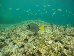 Prionurus laticlavius