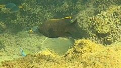 Plectroglyphidodon apicalis