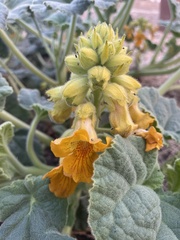 Ibicella lutea