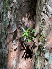Podocarpus salignus