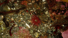 Actiniidae