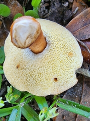 Gyroporus