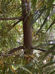 Podocarpus salignus