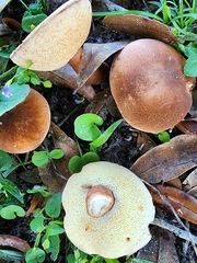 Gyroporus