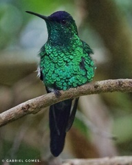 Thalurania glaucopis