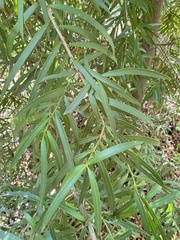 Podocarpus salignus