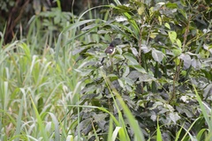 Donacobius atricapilla
