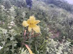 Hemerocallis lilioasphodelus