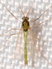 Endochironomus nigricans