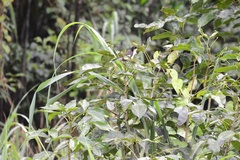 Donacobius atricapilla