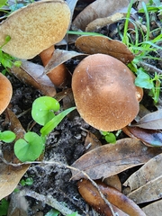 Gyroporus