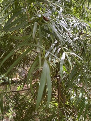 Podocarpus salignus