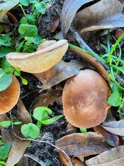 Gyroporus