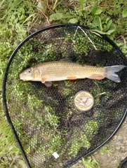 Moxostoma erythrurum