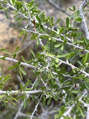 Prunus fasciculata