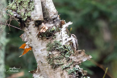 Certhia americana