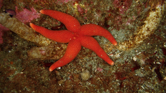 Henricia