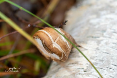 Fomitopsis betulina