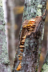 Phyllotopsis nidulans