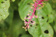 Phytolacca rivinoides