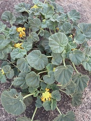 Ibicella lutea