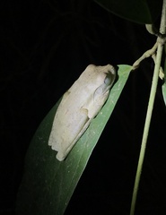 Boana platanera