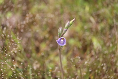 Thelymitra pauciflora