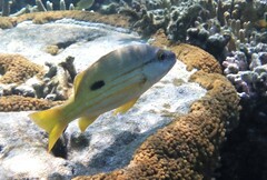 Lutjanus fulviflamma