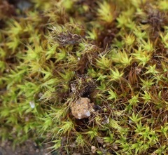 Pseudocrossidium crinitum