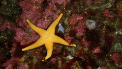 Henricia