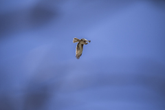 Hieraaetus morphnoides