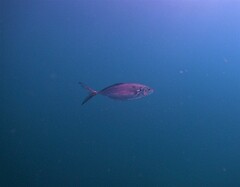 Caranx caballus