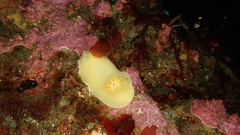 Diaulula punctuolata