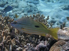 Lutjanus fulviflamma