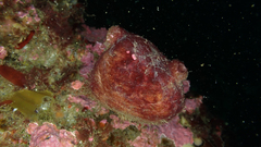 Pyura legumen