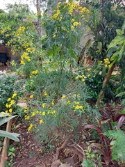 Senecio brasiliensis
