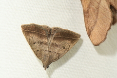 Zanclognatha jacchusalis