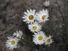 Argentipallium