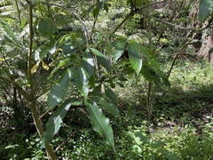 Schefflera digitata