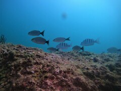 Haemulon maculicauda