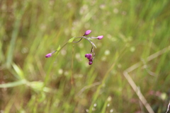 Arthropodium minus
