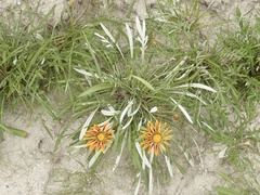 Gazania × splendens