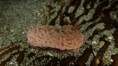Aeolidia