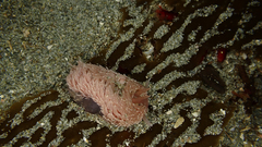 Aeolidia