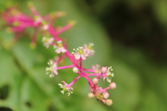 Phytolacca rivinoides