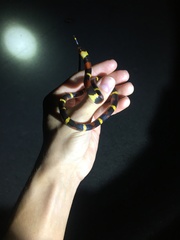Lampropeltis elapsoides