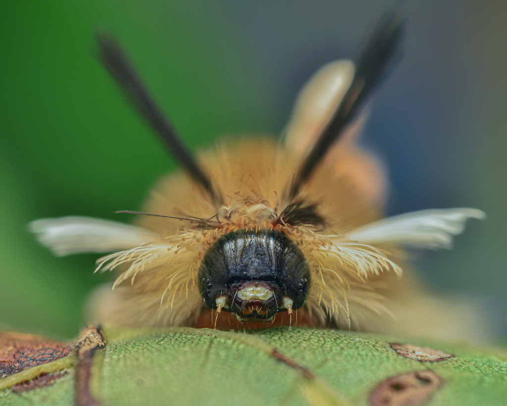 Banded Tussock Moth