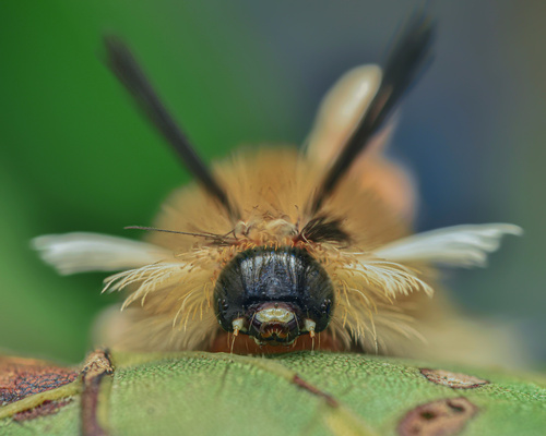 Banded Tussock Moth
